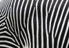 abstract-zebra-stripes-colour-black-size-8774-8004_medium