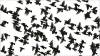 starlings_flock450
